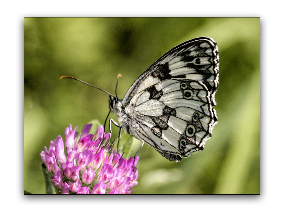 Una farfalla scacchiera